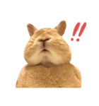 ネザーランドドワーフのブランちゃん（個別スタンプ：3）