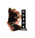 ちろっち関西弁（個別スタンプ：1）