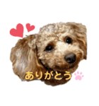 トイプーうめちゃんvol.3（個別スタンプ：1）