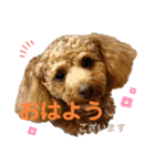 トイプーうめちゃんvol.3（個別スタンプ：3）