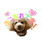 トイプーうめちゃんvol.3（個別スタンプ：4）