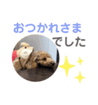 トイプーうめちゃんvol.3（個別スタンプ：5）