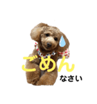 トイプーうめちゃんvol.3（個別スタンプ：7）