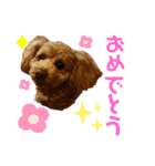 トイプーうめちゃんvol.3（個別スタンプ：8）