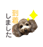トイプーうめちゃんvol.3（個別スタンプ：12）