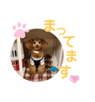 トイプーうめちゃんvol.3（個別スタンプ：13）