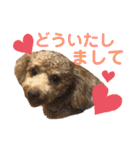 トイプーうめちゃんvol.3（個別スタンプ：16）