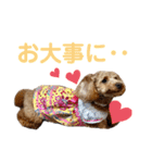トイプーうめちゃんvol.3（個別スタンプ：17）
