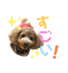 トイプーうめちゃんvol.3（個別スタンプ：19）