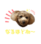 トイプーうめちゃんvol.3（個別スタンプ：20）