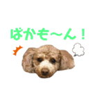 トイプーうめちゃんvol.3（個別スタンプ：24）
