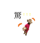 トイプーうめちゃんvol.3（個別スタンプ：31）