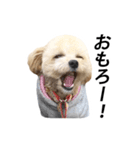 くるみのスーパースタンプ（個別スタンプ：1）
