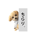 くるみのスーパースタンプ（個別スタンプ：2）