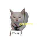 にゃぴとぎんちゃんのスタンプ（個別スタンプ：1）