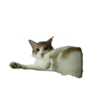 にゃぴとぎんちゃんのスタンプ（個別スタンプ：4）