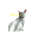 にゃぴとぎんちゃんのスタンプ（個別スタンプ：5）