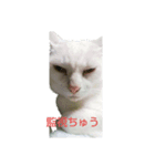 にゃぴとぎんちゃんのスタンプ（個別スタンプ：6）