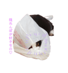 うちのパンダちゃん♀『猫の日常』（個別スタンプ：6）