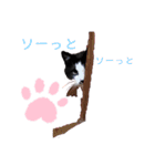 うちのパンダちゃん♀『猫の日常』（個別スタンプ：11）