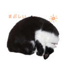 うちのパンダちゃん♀『猫の日常』（個別スタンプ：12）