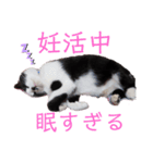 うちのパンダちゃん♀『猫の日常』（個別スタンプ：13）