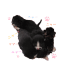 うちのパンダちゃん♀『猫の日常』（個別スタンプ：16）