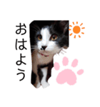 うちのパンダちゃん♀『猫の日常』（個別スタンプ：23）