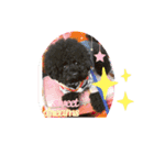 ラブラブ・プードル（個別スタンプ：3）