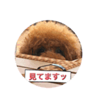 ラブラブ・プードル（個別スタンプ：4）