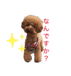 ラブラブ・プードル（個別スタンプ：5）