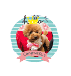ラブラブ・プードル（個別スタンプ：6）