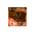 とってんてん（個別スタンプ：5）