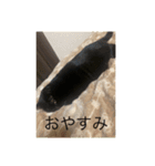 とってんてん（個別スタンプ：8）