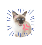 アンナとマロン そしてタロウ（個別スタンプ：16）