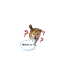 わんわんにゃにゃにゃ（個別スタンプ：1）
