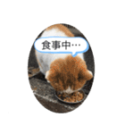わんわんにゃにゃにゃ（個別スタンプ：3）