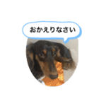 わんわんにゃにゃにゃ（個別スタンプ：4）