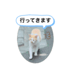 わんわんにゃにゃにゃ（個別スタンプ：5）