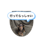 わんわんにゃにゃにゃ（個別スタンプ：6）
