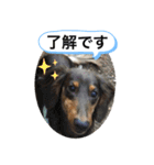 わんわんにゃにゃにゃ（個別スタンプ：7）