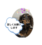 わんわんにゃにゃにゃ（個別スタンプ：9）