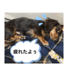 わんわんにゃにゃにゃ（個別スタンプ：10）