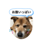 わんわんにゃにゃにゃ（個別スタンプ：12）