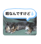 わんわんにゃにゃにゃ（個別スタンプ：13）