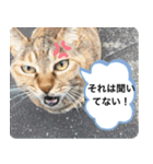 わんわんにゃにゃにゃ（個別スタンプ：18）