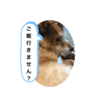 わんわんにゃにゃにゃ（個別スタンプ：19）