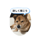 わんわんにゃにゃにゃ（個別スタンプ：22）