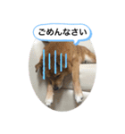 わんわんにゃにゃにゃ（個別スタンプ：23）