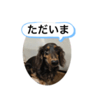 わんわんにゃにゃにゃ（個別スタンプ：24）